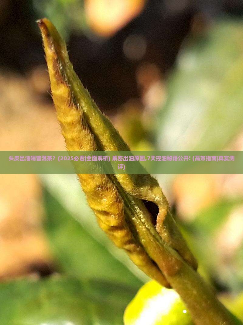 头皮出油喝普洱茶