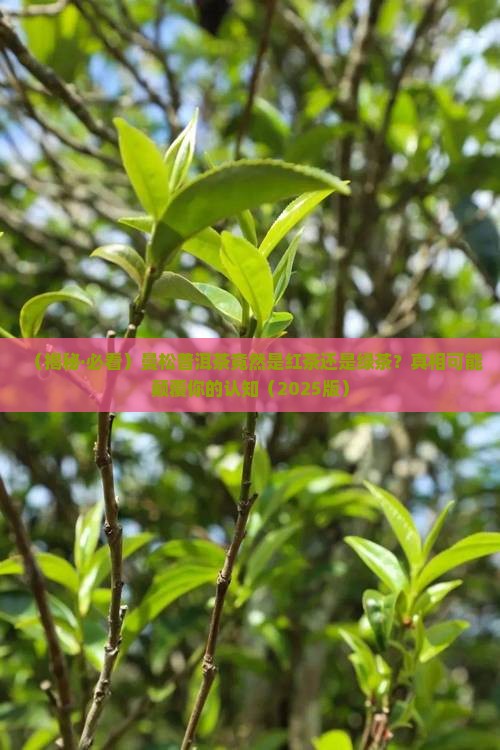 曼松普洱茶是红茶还是绿茶