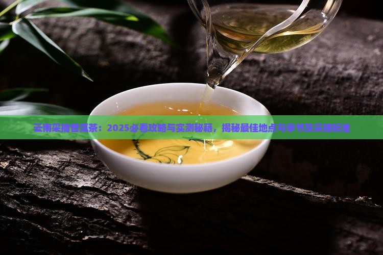 云南采摘普洱茶