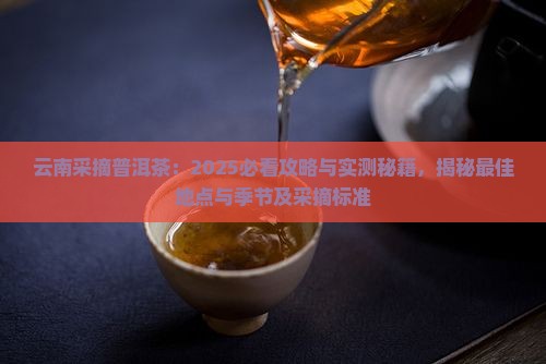 云南采摘普洱茶