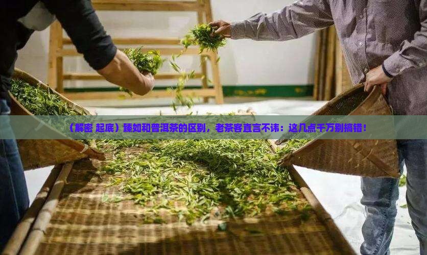 臻如和普洱茶的区别
