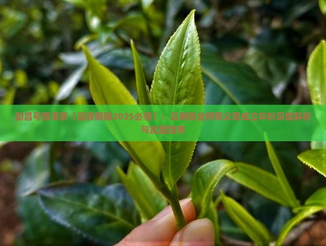 勐昌号普洱茶哪年成立的