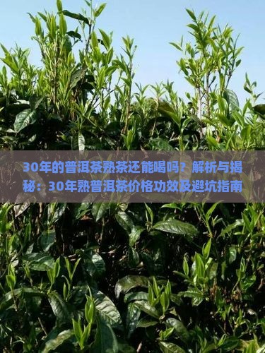 30年的普洱茶熟茶还能喝吗