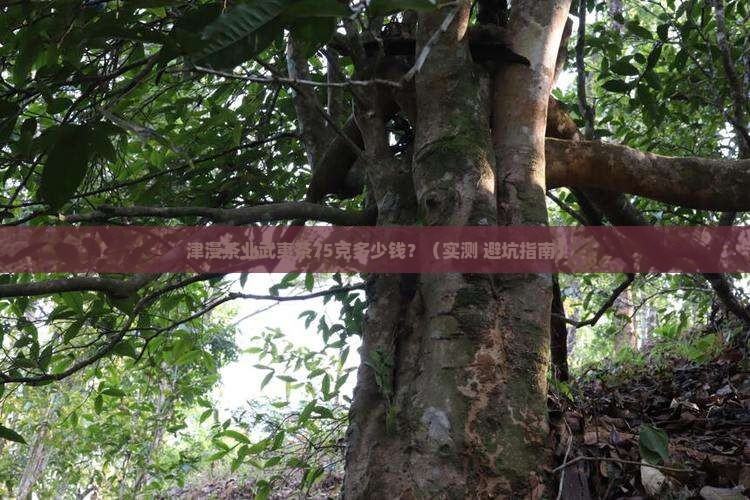 津漫茶业武夷茶75克价格