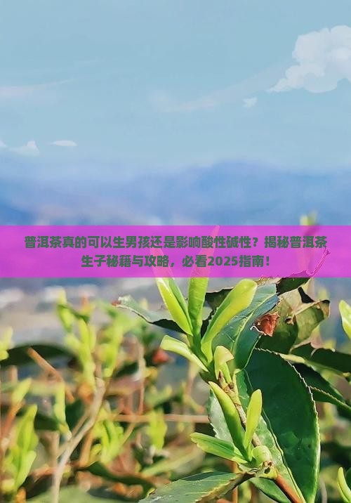 经常喝普洱茶可以生男孩吗