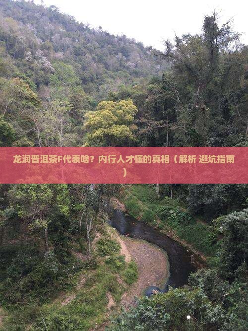 龙润普洱茶F什么意思