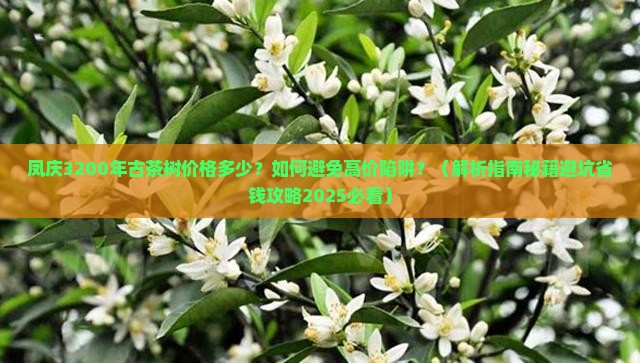 凤庆3200年古茶树价格