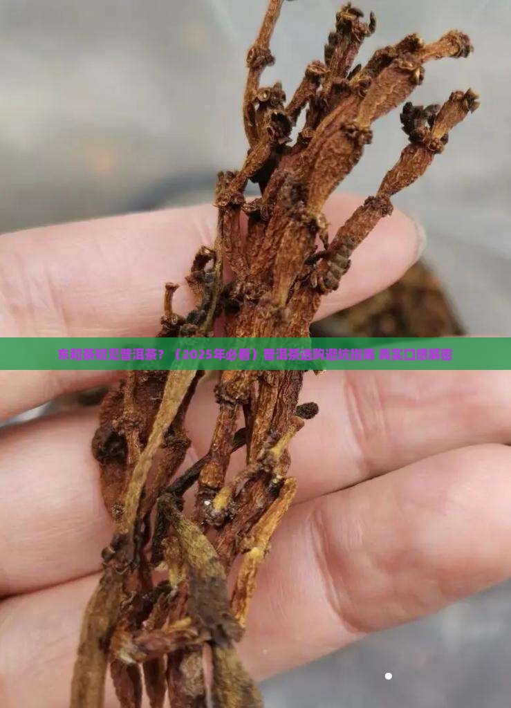 东和茶初见普洱茶