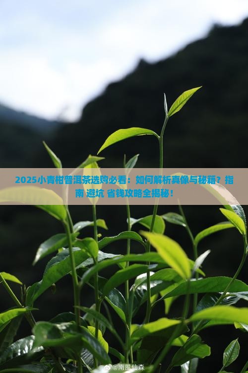 小青柑普洱茶怎么分辨好坏