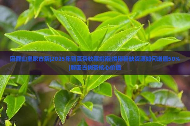 困鹿山皇家古茶