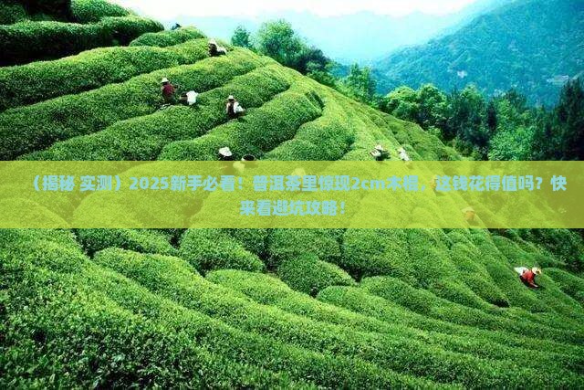 普洱茶里有2cm的木棍