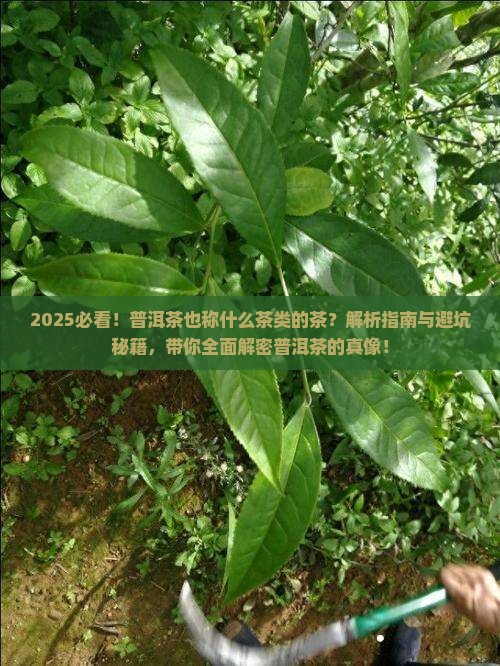 普洱茶也称什么茶类的茶