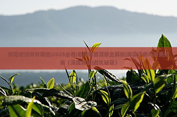 揭阳老班章有哪些