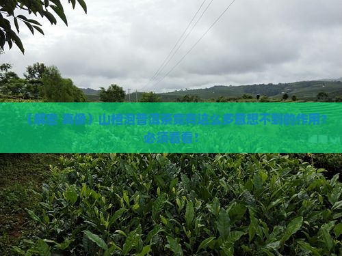 山楂泡普洱茶有何作用呢