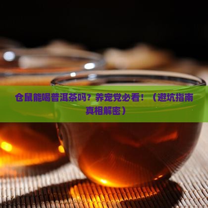 仓鼠能喝普洱茶吗吗