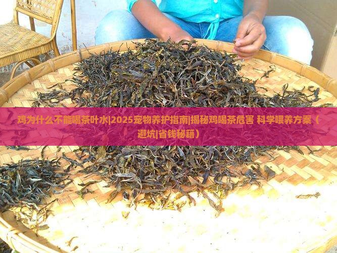 鸡为什么不能喝茶叶水
