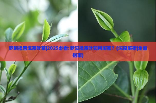 梦到捡普洱茶叶茶