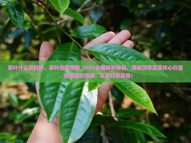 茶叶什么级的好