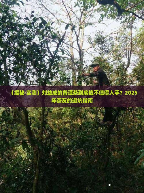 刘益成的普洱茶怎么样