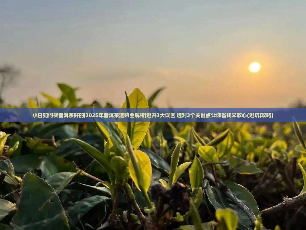小白如何买普洱茶好的