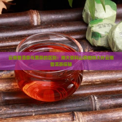 云南普洱茶大黑茶