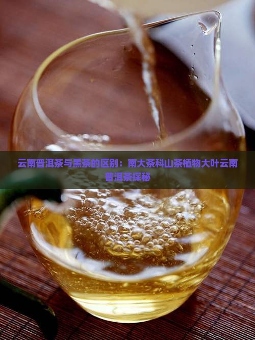 云南普洱茶大黑茶