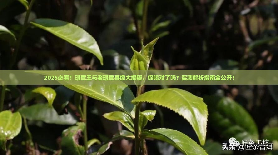 班章王与老班章是两种茶吗