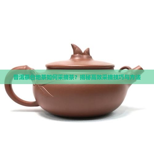 普洱茶台地茶如何采摘茶