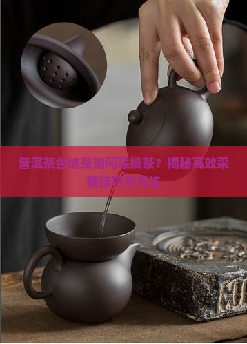 普洱茶台地茶如何采摘茶