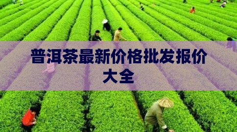 桑勒普洱茶价格