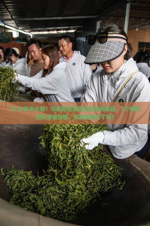 乌龙和普洱茶的区别