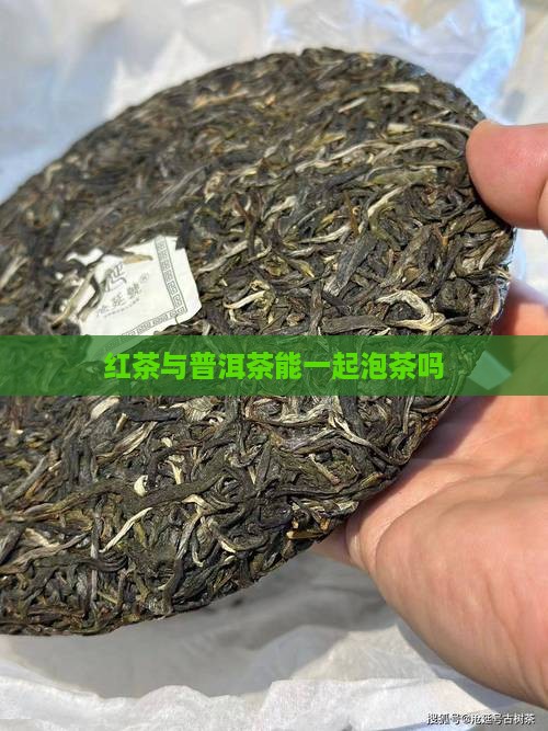 红茶与普洱茶能一起泡茶吗