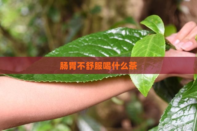肠胃不舒服喝什么茶