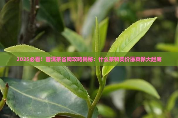 什么普洱茶物美价廉 什么普洱茶物美价廉