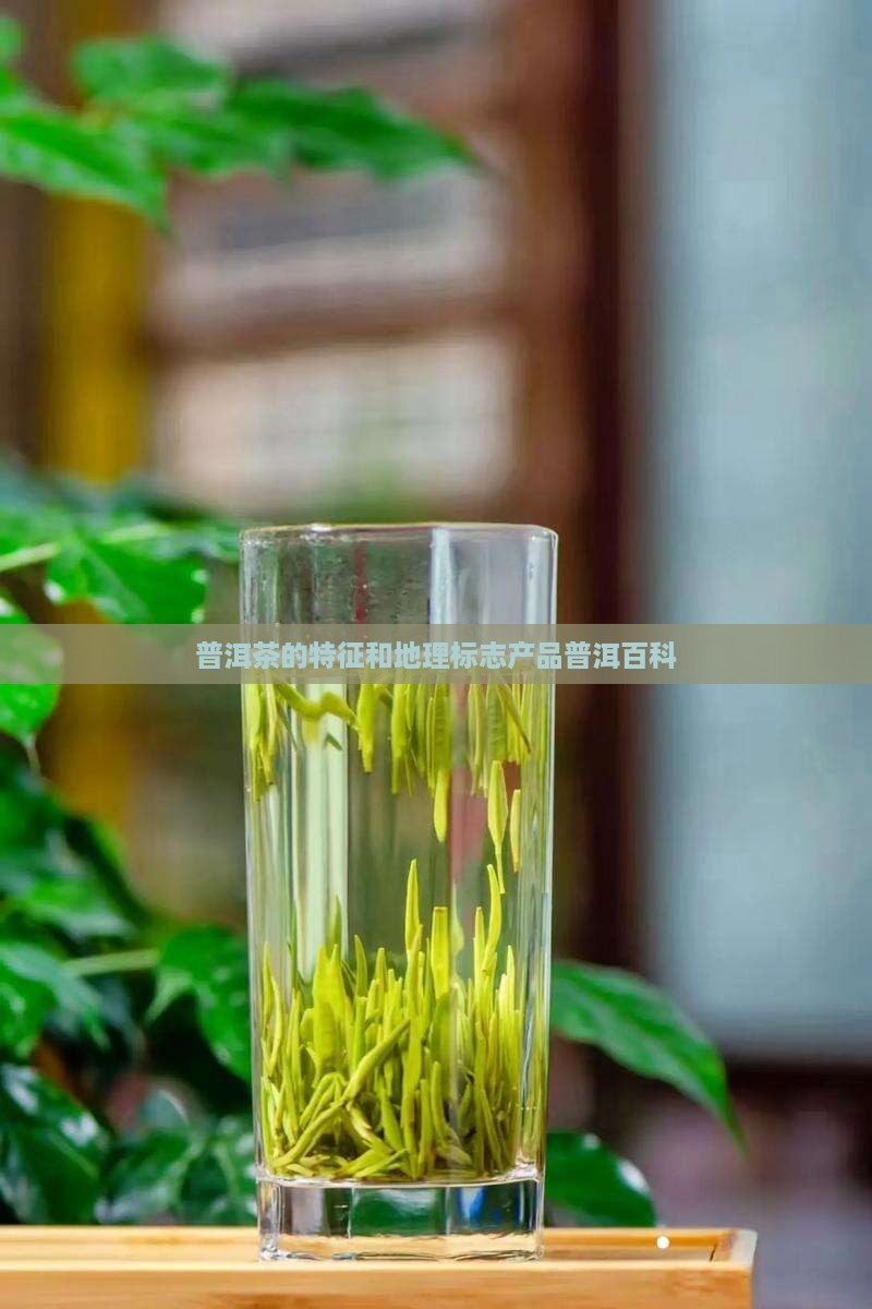 普洱茶的特征和