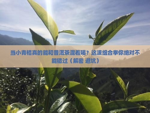 当小青桔遇上普洱茶
