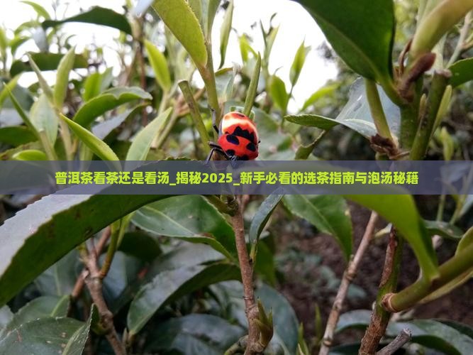 普洱茶看茶还是看汤