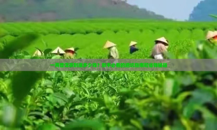 普洱茶一两价格