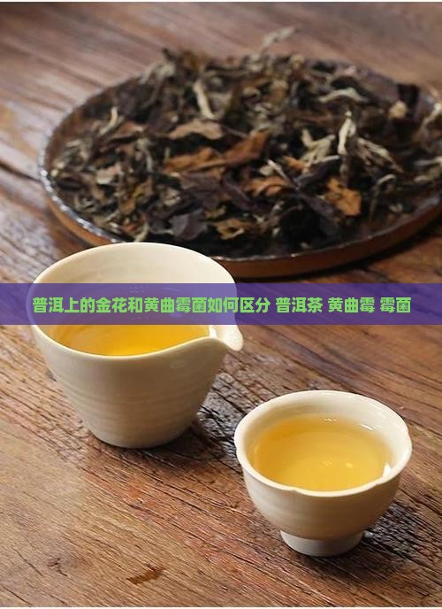 普洱上的金花和黄曲霉菌如何区分