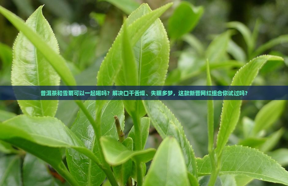 普洱茶和雪菊可以一起喝吗