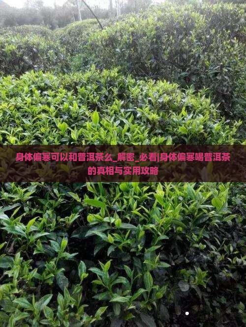 身体偏寒可以和普洱茶么