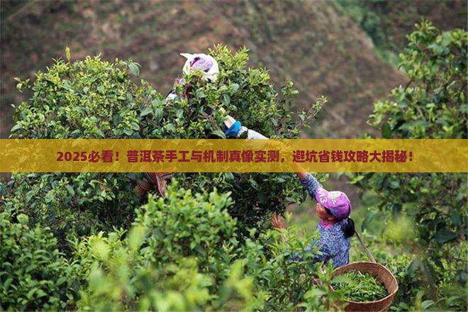 手工vs机制普洱茶有话说