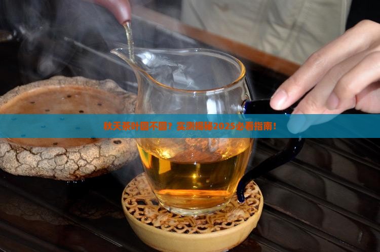 茶叶圆圆是秋天对吗