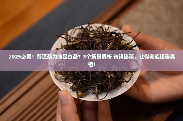 普洱茶为什么是白茶