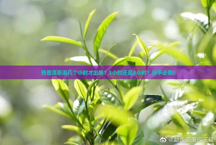 熟普洱茶泡几个小时