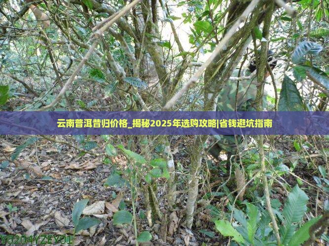 云南普洱昔归价格