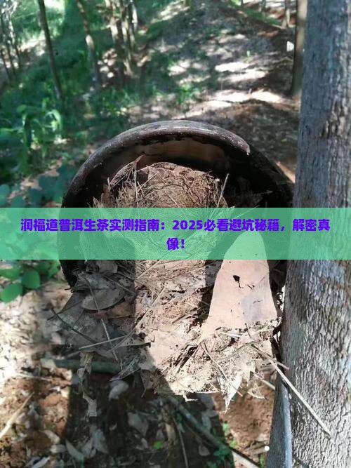 润福道普洱茶生茶