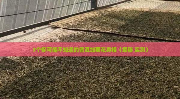 普洱能加菊花吗