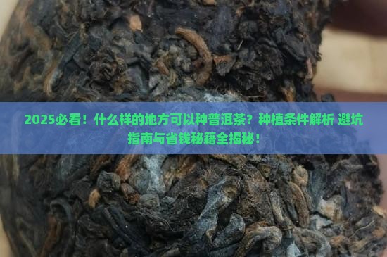 什么样的地方可以种普洱茶