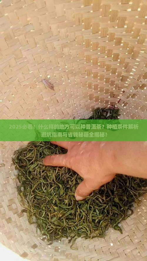 什么样的地方可以种普洱茶